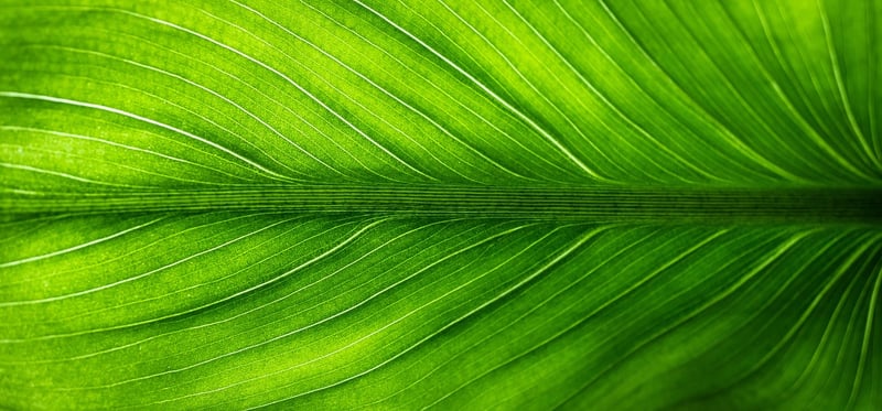 Eco-Friendly Events